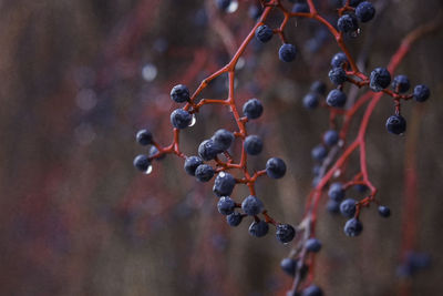 Close-up of berries growing on tree