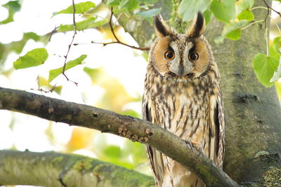 Close-up of bird perching on tree trunk