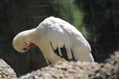 Close-up of white bird