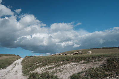 Panoramic view of horses on field against sky