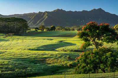 Scenic view of field against sky