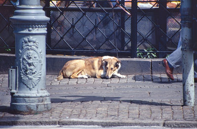 Low section of dog sitting on footpath