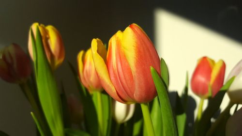 Close-up of day lily blooming outdoors