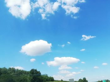 Low angle view of trees against blue sky