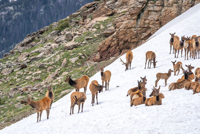 Herd of deer on snow covered land