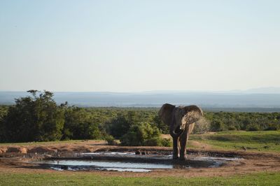 Rear view of a dog standing on landscape