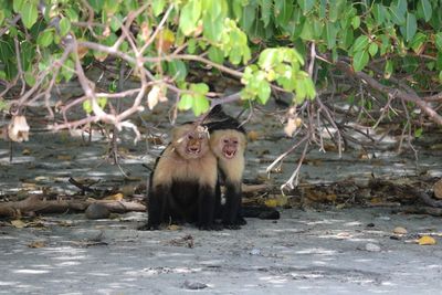 Monkey on wood