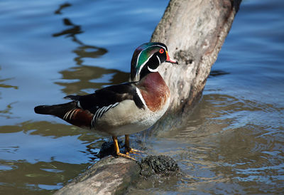 Close-up of a duck in a lake