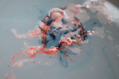 High angle view of koi carps swimming in sea