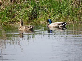 Ducks swimming in lake