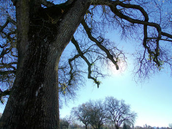 Low angle view of bare trees against sky