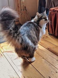 High angle view of cat on hardwood floor