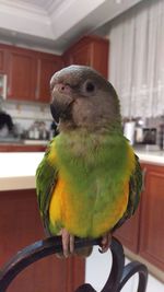 Close-up of parrot perching