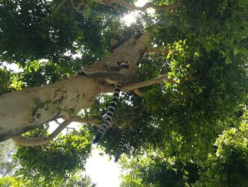 Low angle view of a tree