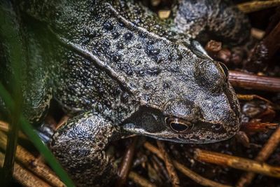 Close-up of a turtle