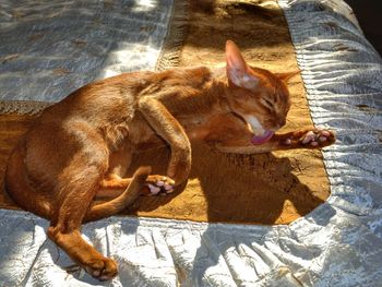 Full length of abyssinian cat licking paw at home