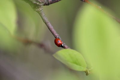 Close-up of insect on leaf