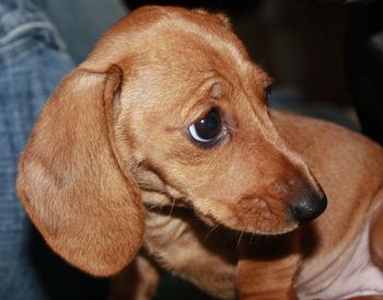 Close-up of dog looking away