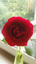 Close-up of red rose