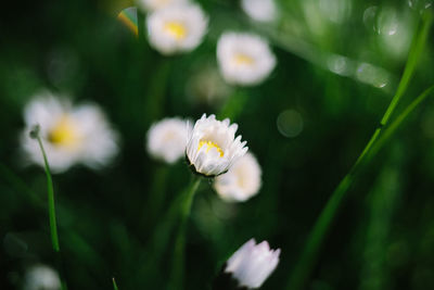 Close-up of white flowering plant