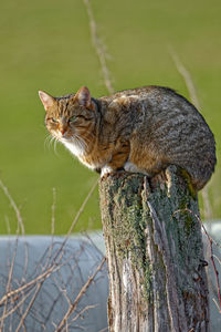 Domestic cat sitting sitting on a pole in the afternoon light