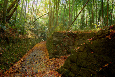 Footpath amidst trees in forest during autumn