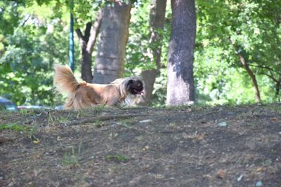 Dog on tree