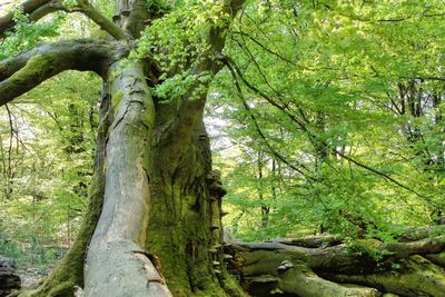 Trees in forest