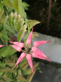 Close-up of flower blooming outdoors