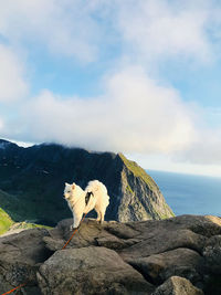 Dog on rock by sea against sky