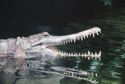 High angle view of crocodile swimming in lake