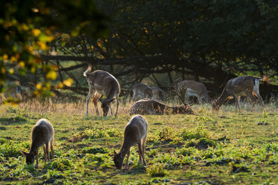 Sheep grazing in a field