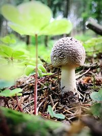 Close-up of mushroom growing outdoors