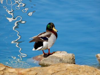 Side view of a bird in a water