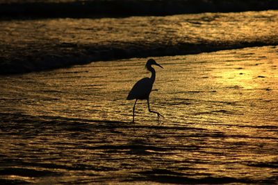 Egret - sanibel island 