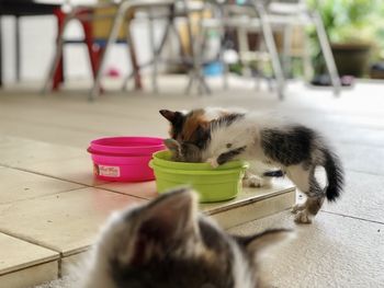 Cat playing with kitten at home