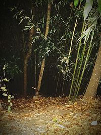 Trees in forest at night