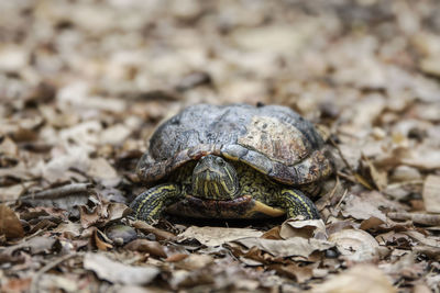 Close-up of turtle on ground
