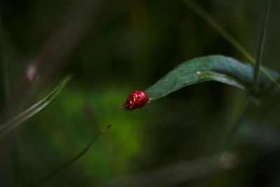 Close-up of ladybug on leaf