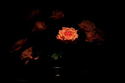 Close-up of rose over black background