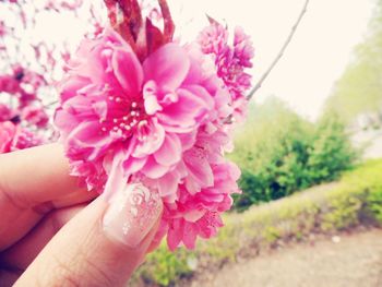 Cropped hand holding pink flower