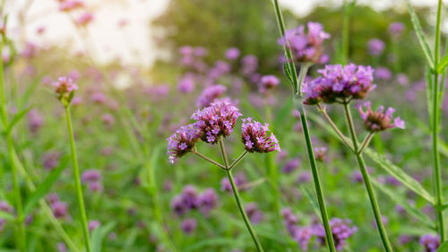 Field of purple petals of vervian flower blossom on green leaves know as purpletop or vebena