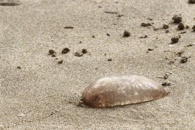 Close-up of crab on sand at beach