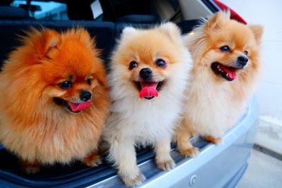 Close-up portrait of two dogs