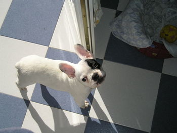 Portrait of french bulldog standing on tiled floor