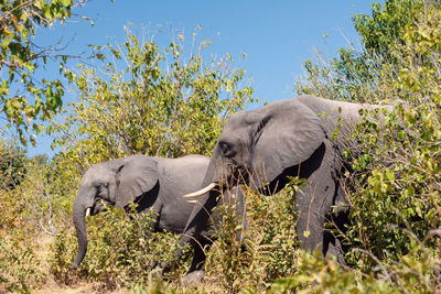 View of elephant on field