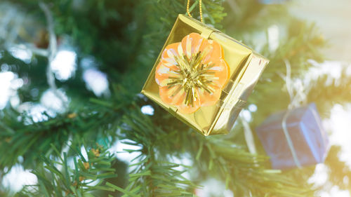 Close-up of christmas tree