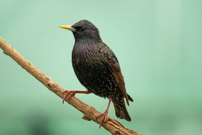 Close-up of bird perching on branch