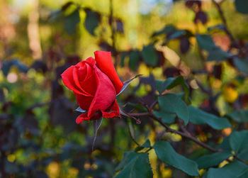 Close-up of red flower against blurred background