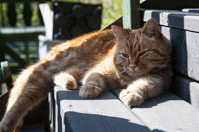 Full length of a cat sleeping on seat